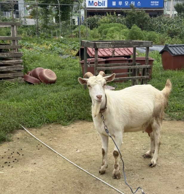 Goat