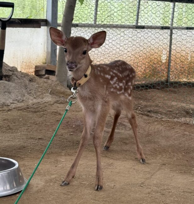 Deer