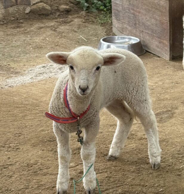 Sheep