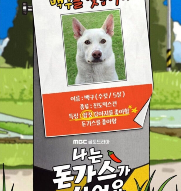 나는 돈가스가 싫어요 라이카